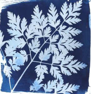 Cyanotype